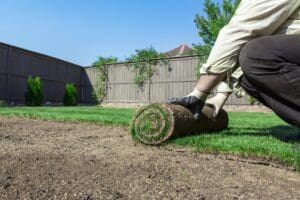 how to care for new sod