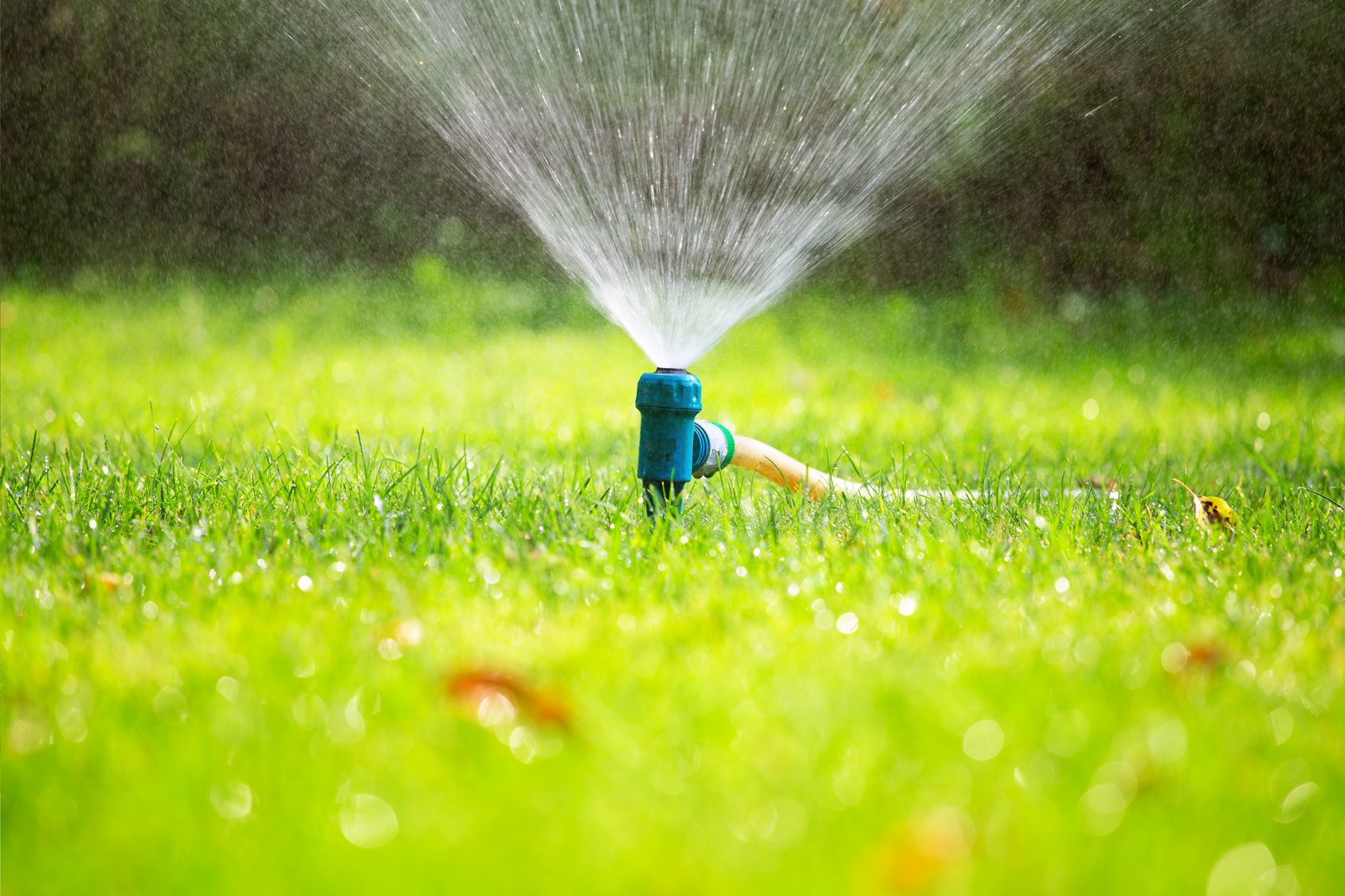 yellow patches on lawn