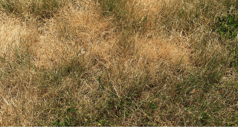 Dry grass store