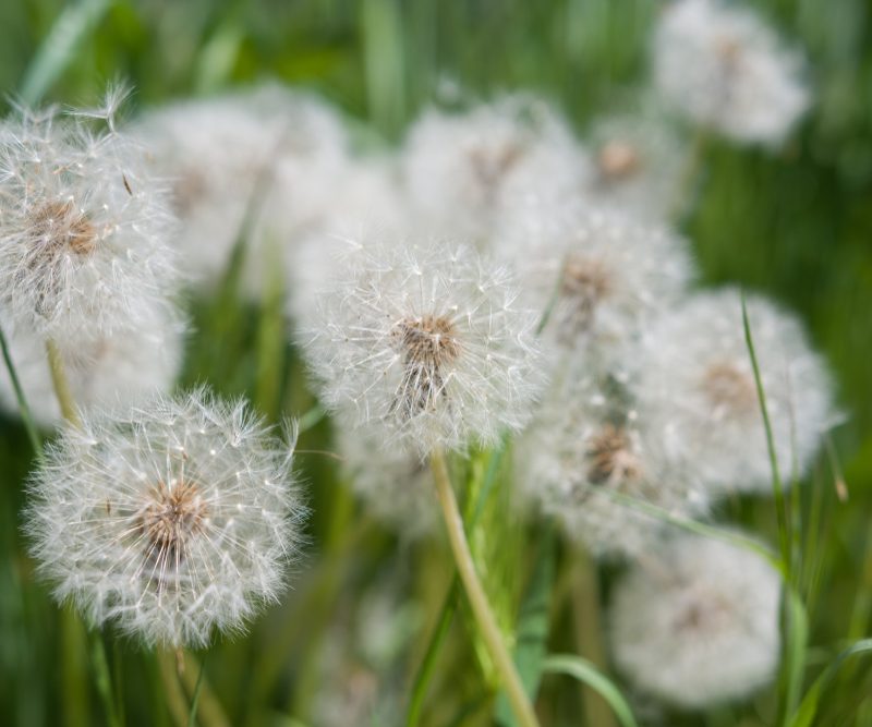 Dandelion weeds