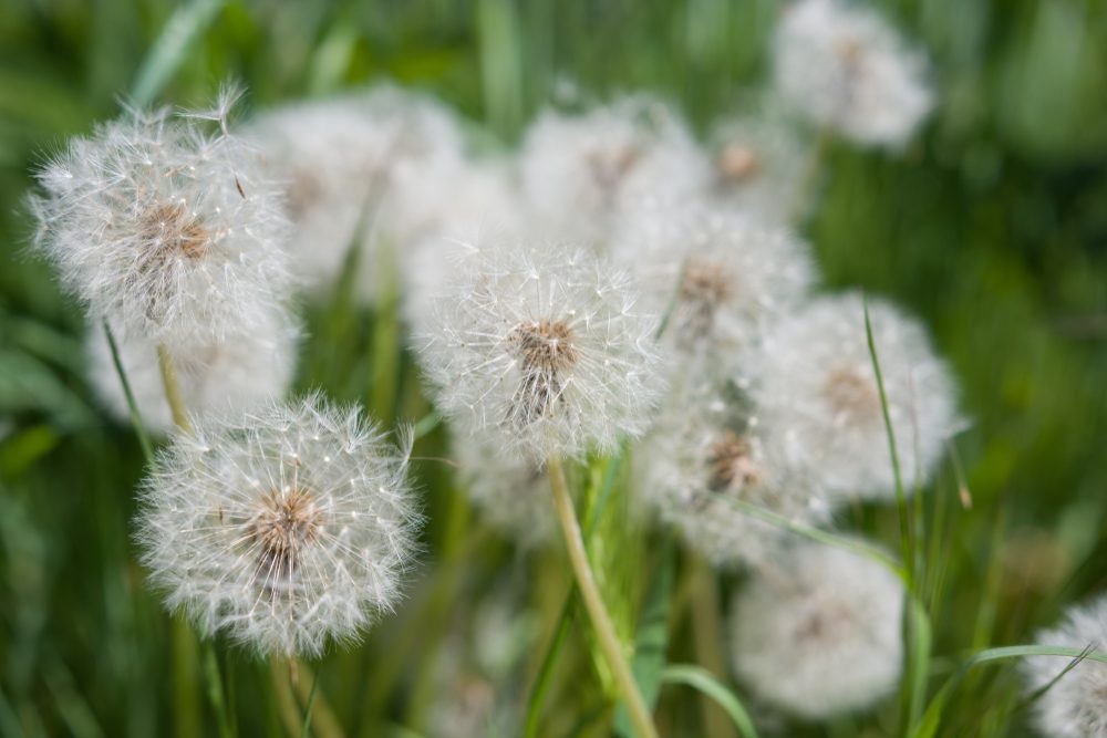 Dandelion weeds