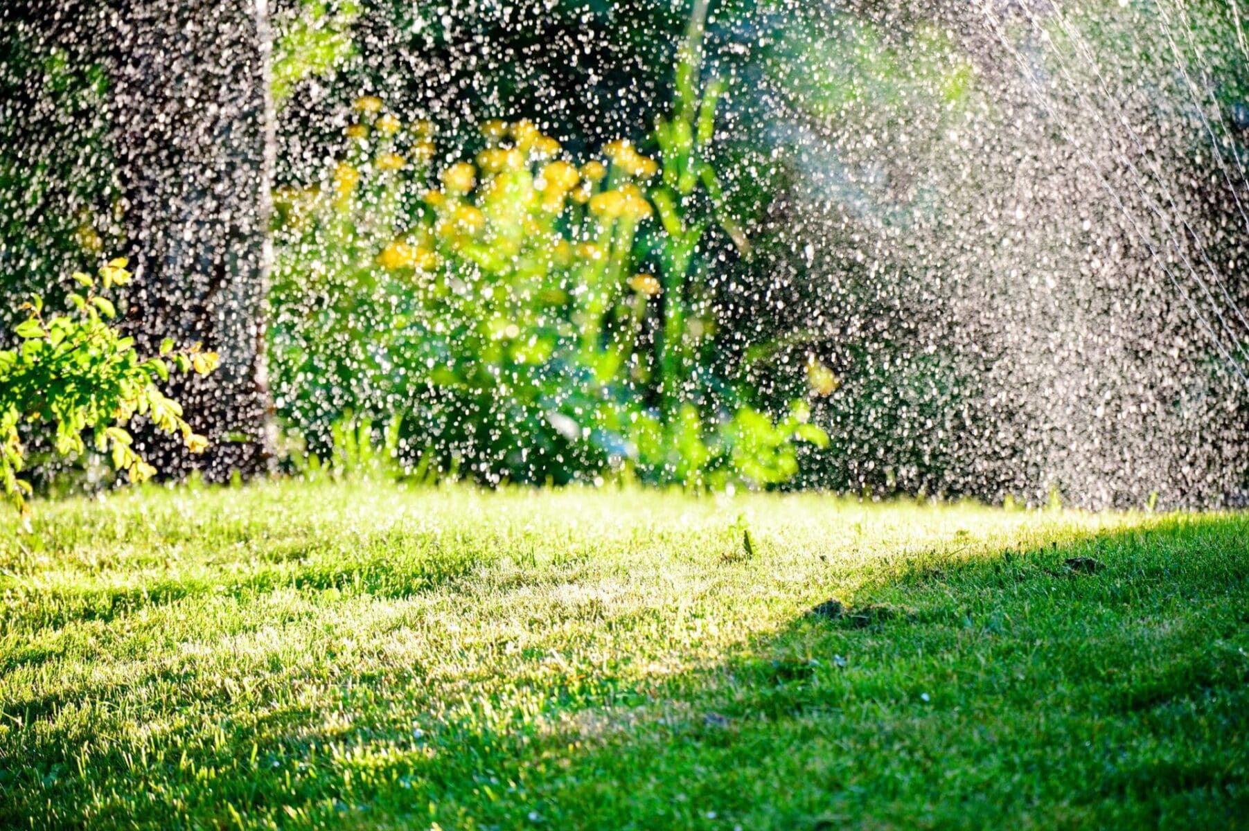 Read more about the article Rainwater Your Lawn This Summer