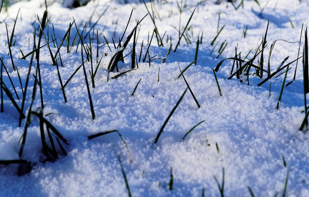 Snow melt on grass