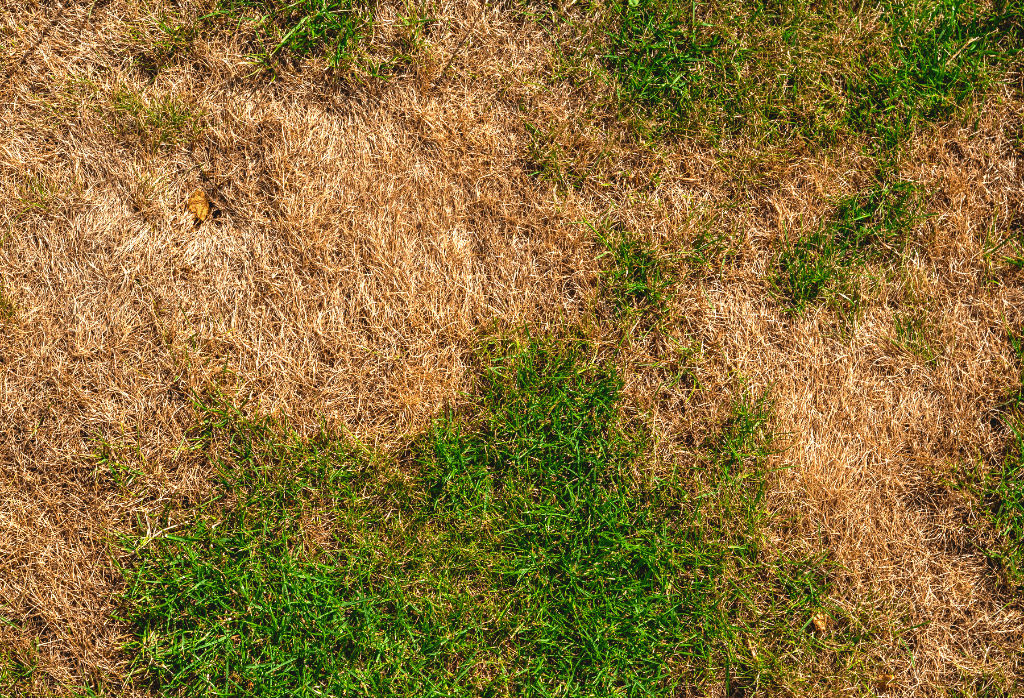 Read more about the article Understanding Drought Stress on Lawns