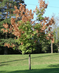 Tree and Shrub Summer Stress Remedy