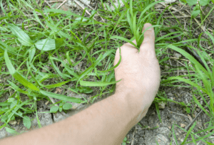 Fall Crabgrass