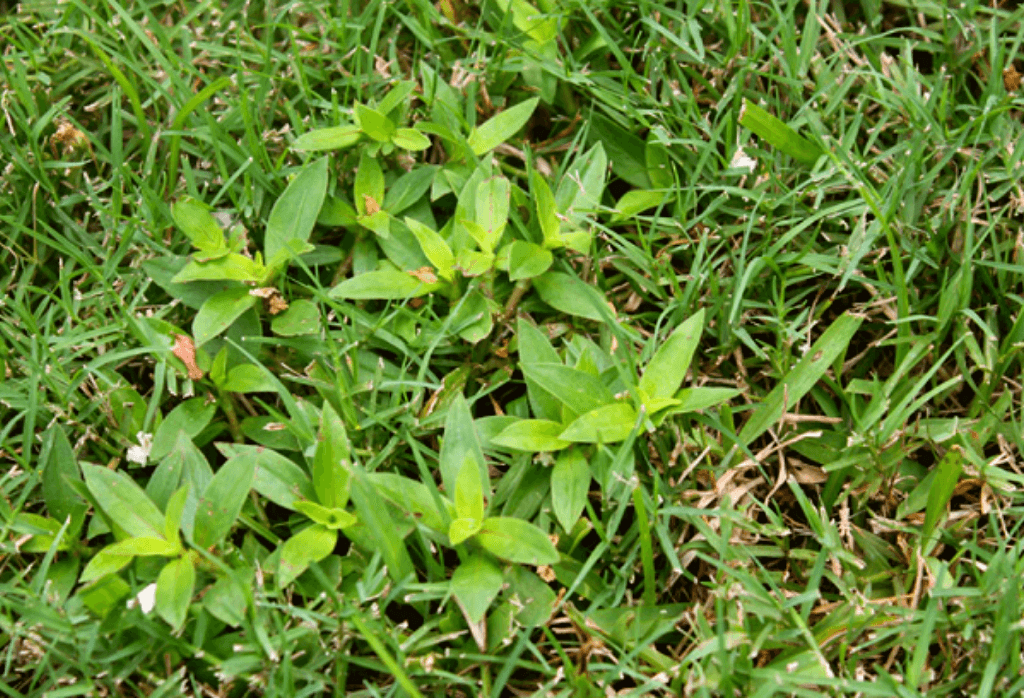 Buttonweed in Home Lawns