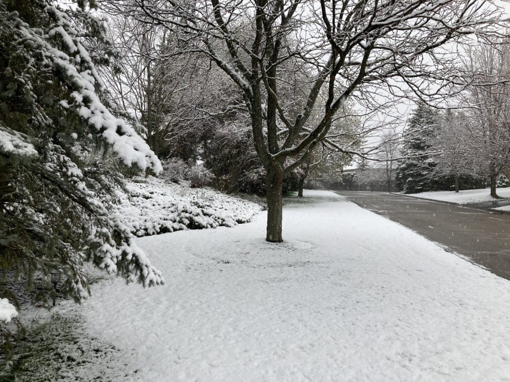 Snowy landscape showing tree and grass with snow falling.