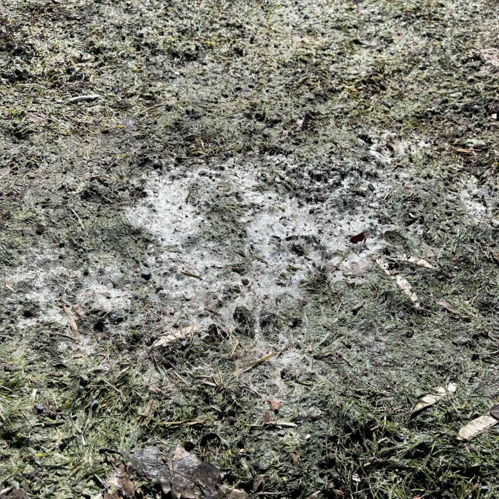 Everything You Need to Know about Snow Mould