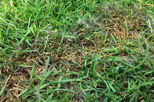 How to Control and Prevent Stubborn Weeds - Hometurf