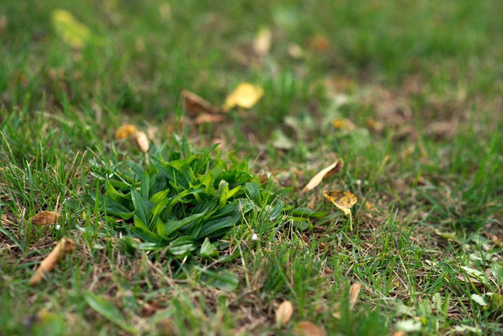 Close-up photo of a weed on lawn.