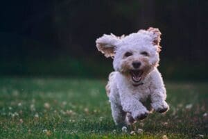 White dog enjoying spending time on his pet-friendly lawn.