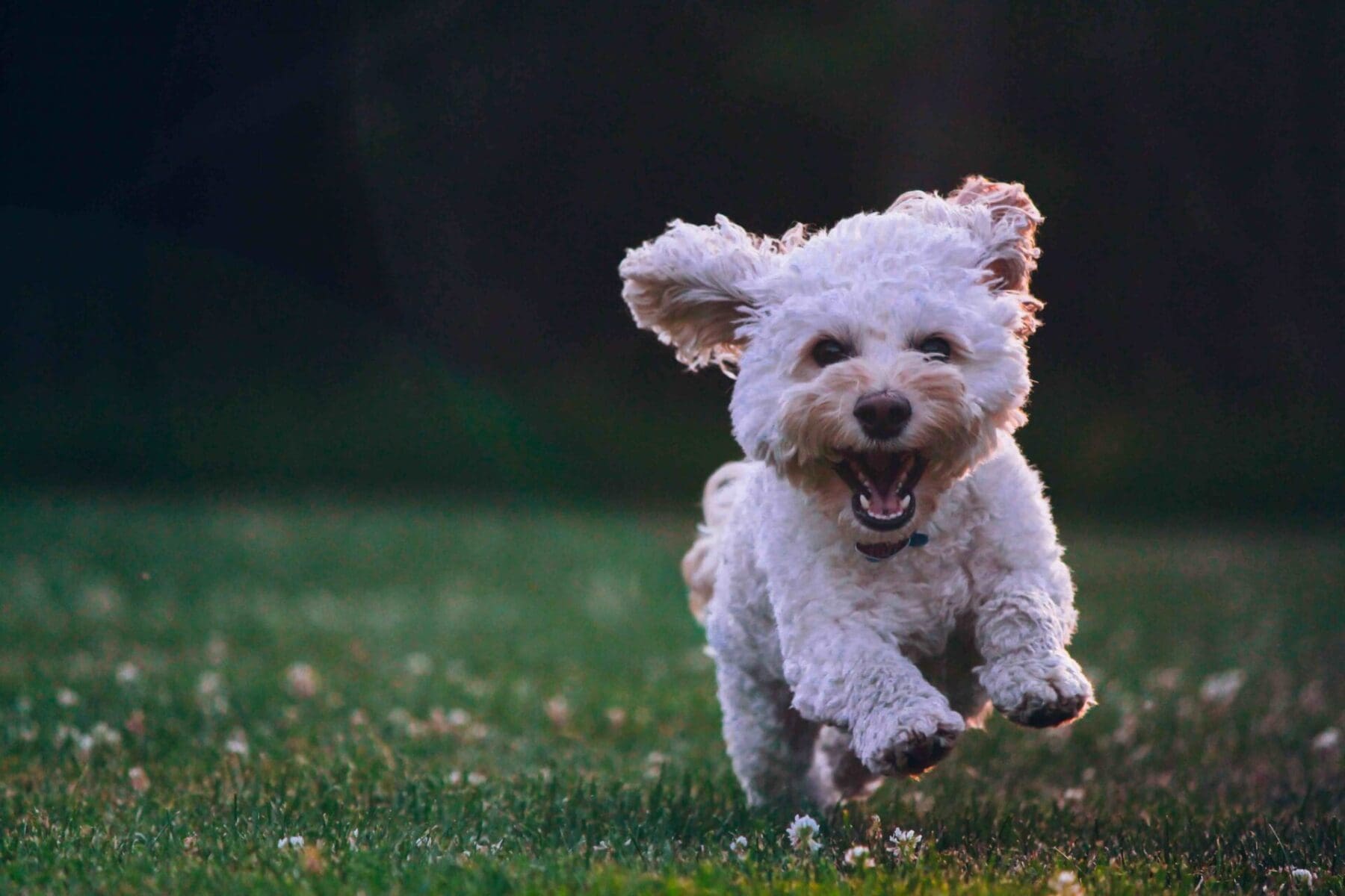 Read more about the article How to Keep Your Pets Safe from Backyard Dangers