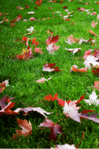 Leaves on lawn
