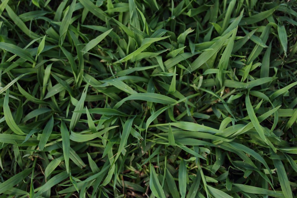 How to Control and Prevent Stubborn Weeds - Hometurf