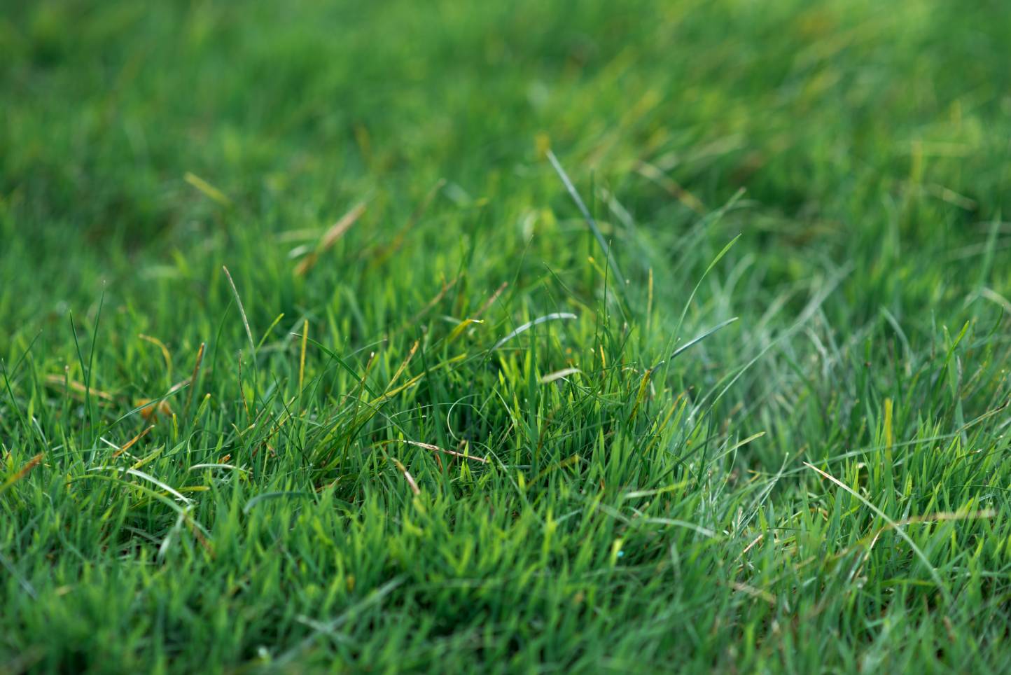 Read more about the article Help Your Lawn Recover from Summer Stress