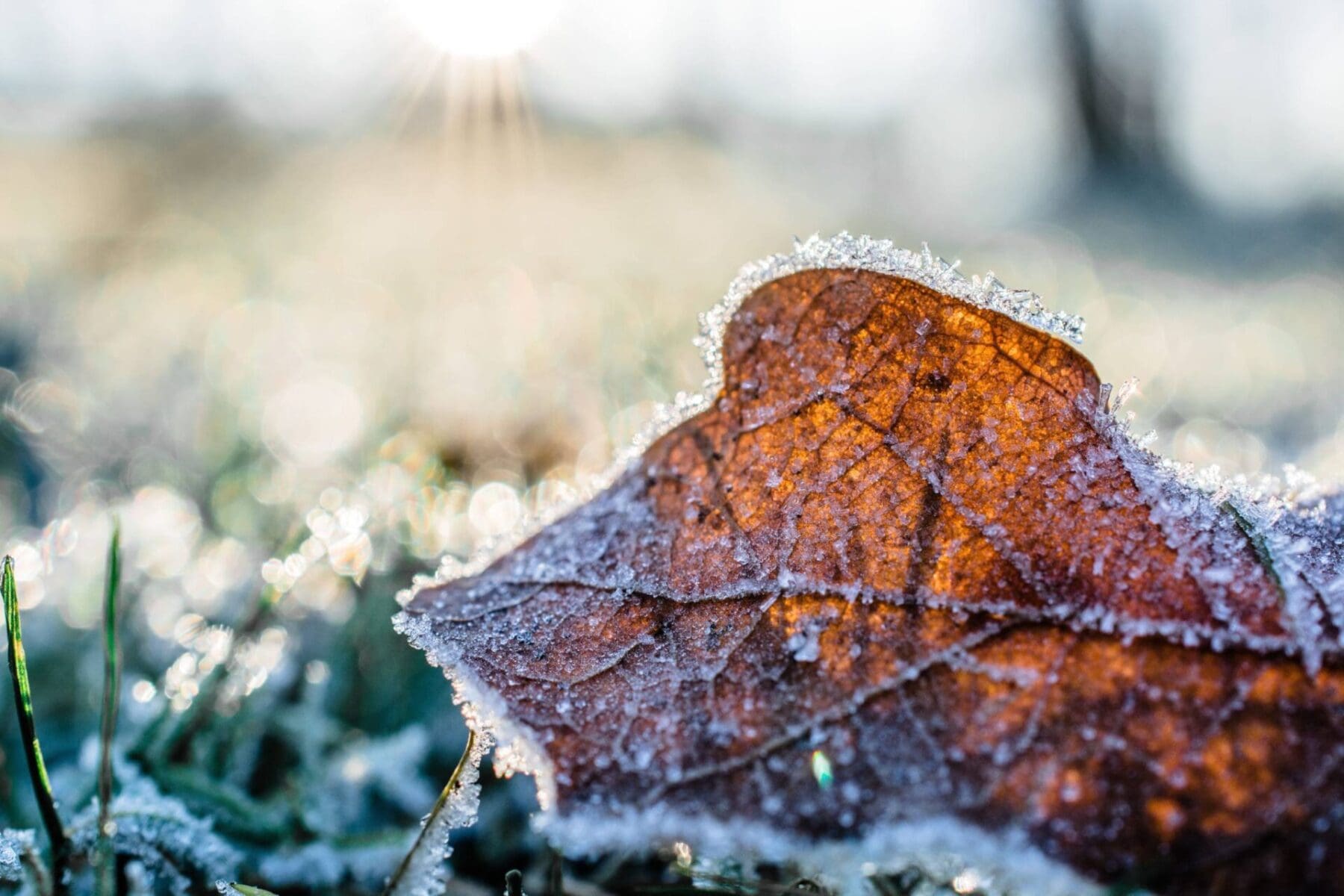 Read more about the article When to Stop Mowing and Start Planning for Winter