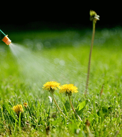 Weed Control Near Me