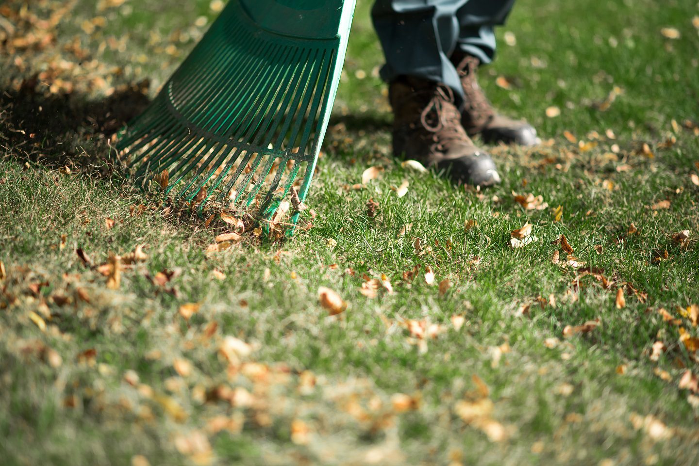 In shop the lawn