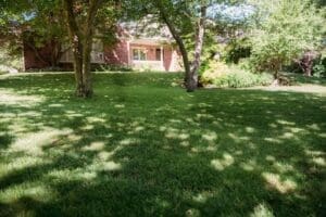 Summer lawn care tips