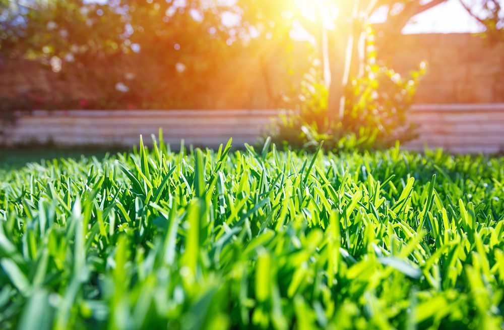 summer and fall lawn care services