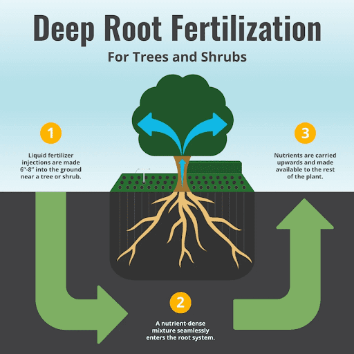deep root fertilization process