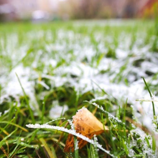 How to prepare your lawn for the winter