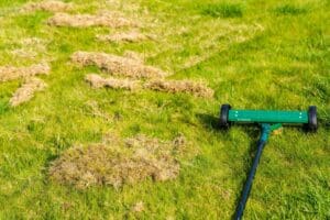Buildup on lawn