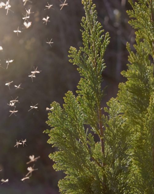 Mosquitos swarm flying in the forest Mosquito control program