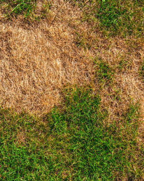 Brown Patches In Lawn Brown Patches In Lawn