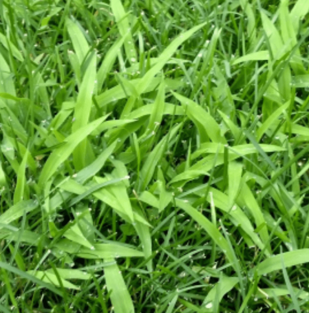 Crabgrass Prevention