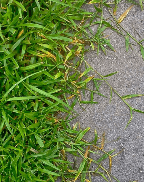 Crabgrass in the Fall