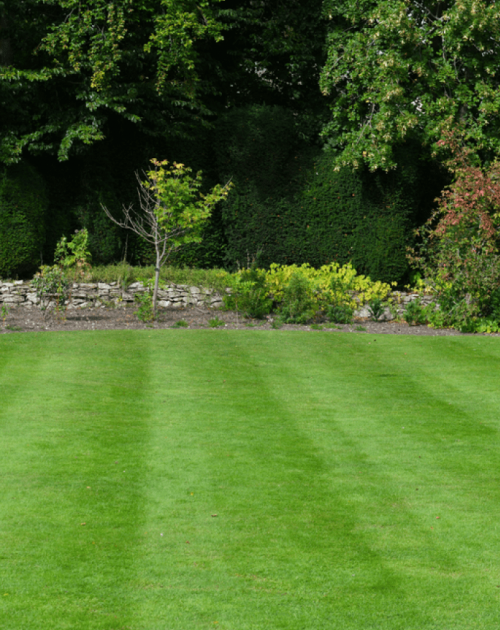 Healthy grass from soil rejuvination