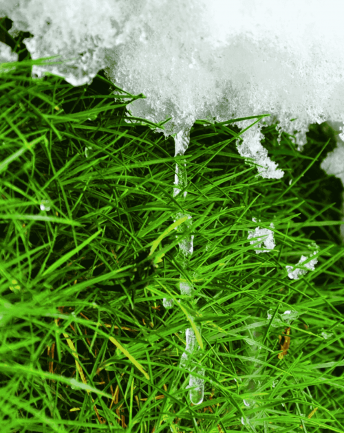 Snow Mold