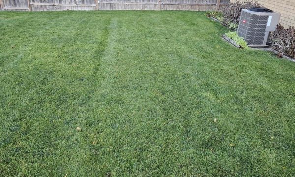 lawn after