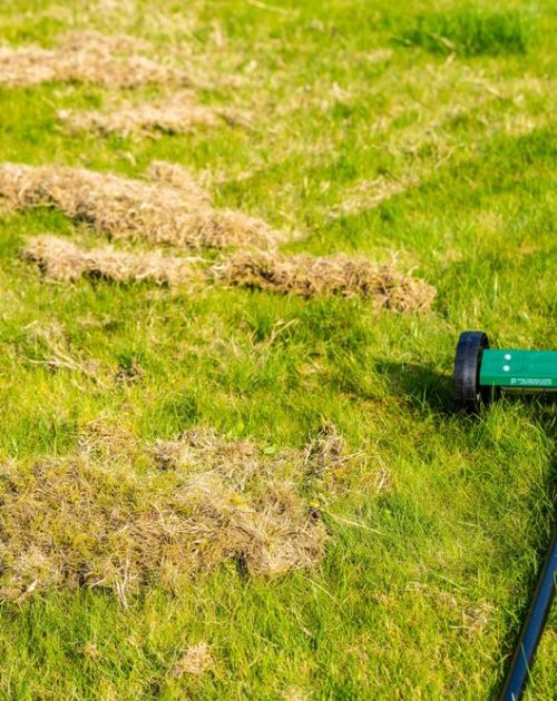 lawn build up Buildup on lawn